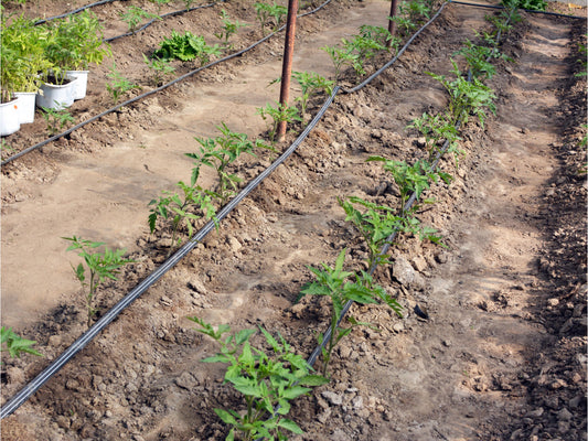 greywater for drip irrigation