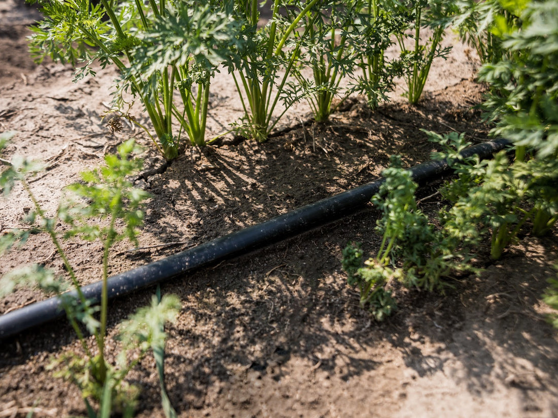 greywater systems for irrigation