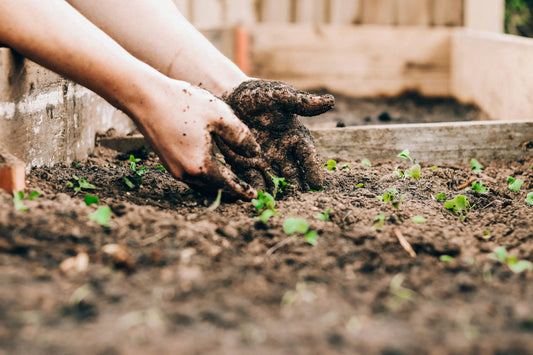 Grey Water for Plants: A Comprehensive Eco-Friendly Gardening Guide