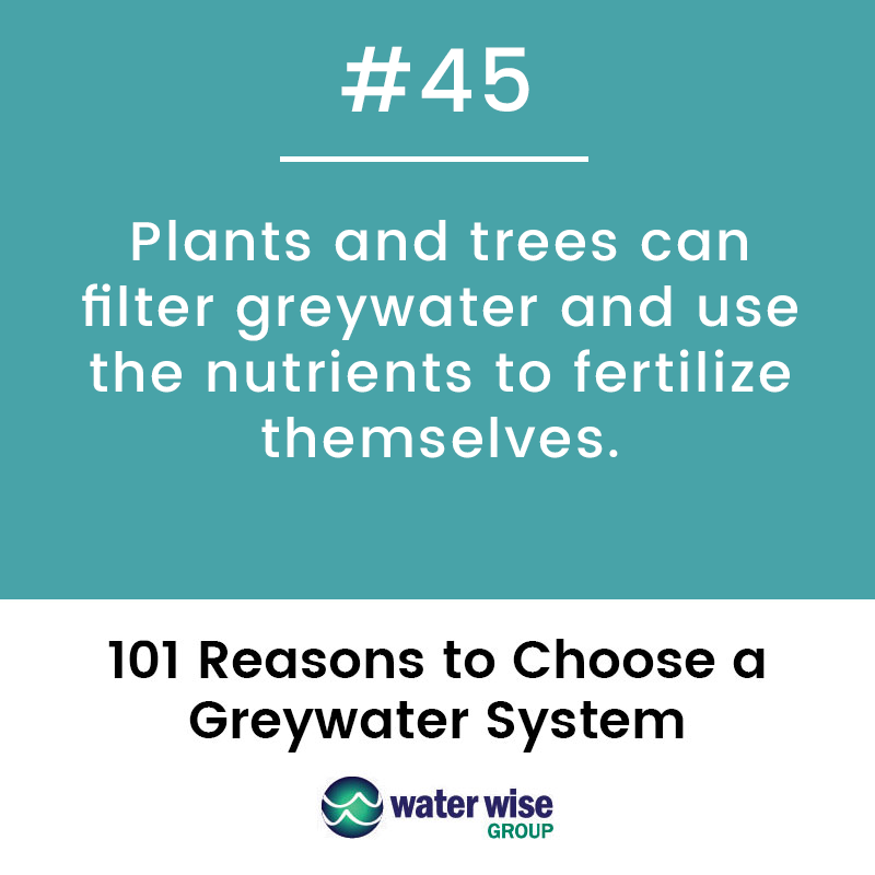 Plants and tress can filter greywater and use the nutrients to fertilize themselves.